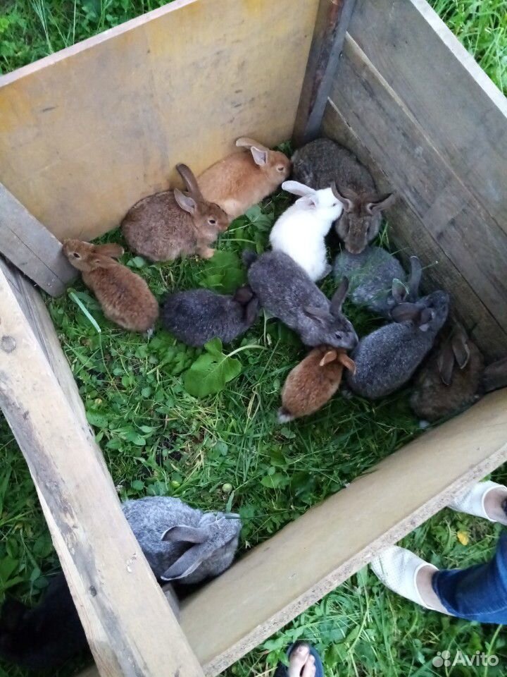 Продам кроликов самцов породистых купить на Зозу.ру - фотография № 2