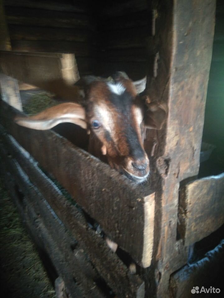 Козлик от нубийской козы купить на Зозу.ру - фотография № 2