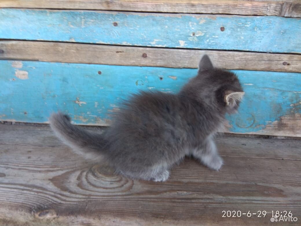 Шикарные голубые котята купить на Зозу.ру - фотография № 3
