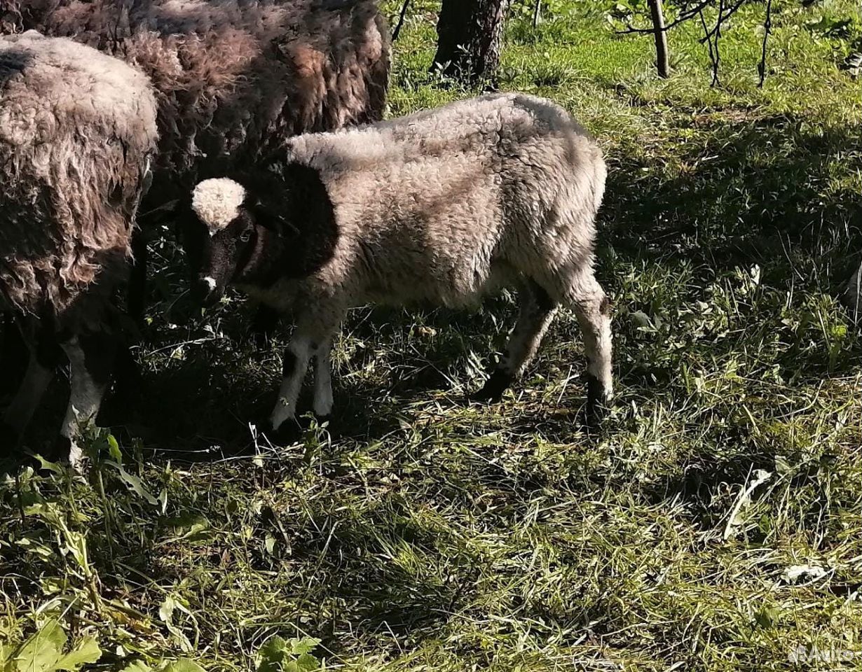 Овцы романовской породы купить на Зозу.ру - фотография № 4