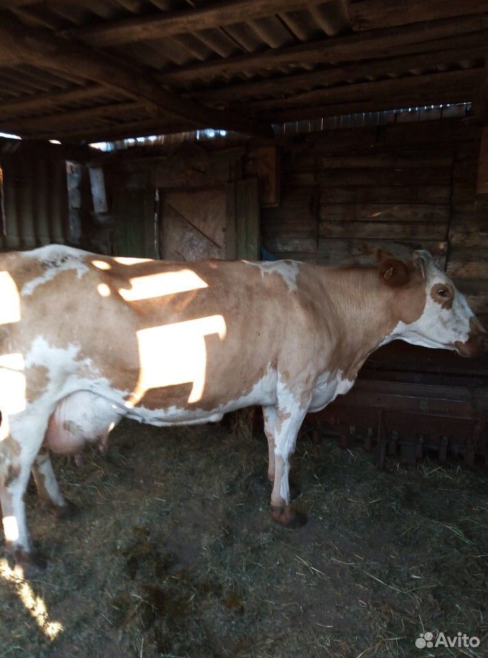 Корова стельная молочная купить на Зозу.ру - фотография № 1