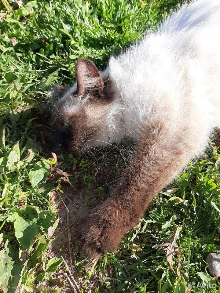 Сиамская кошка купить на Зозу.ру - фотография № 5