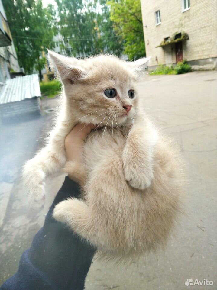 Котёнок (кошка) купить на Зозу.ру - фотография № 7