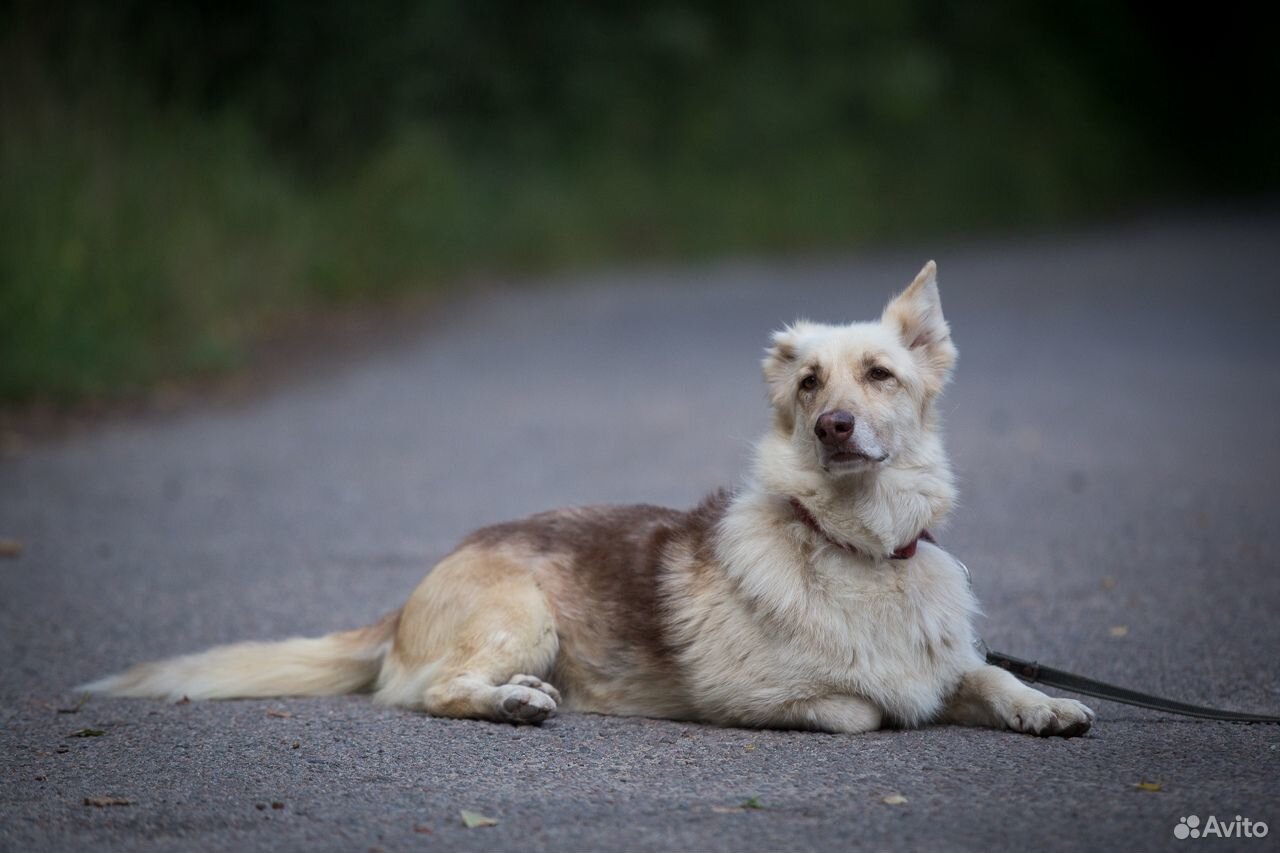 Герда - самая милая собака в самые добрые ручки купить на Зозу.ру - фотография № 3