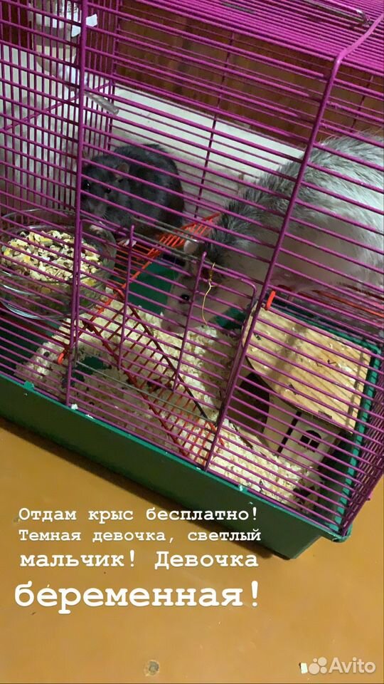 Крысы в подарок купить на Зозу.ру - фотография № 1