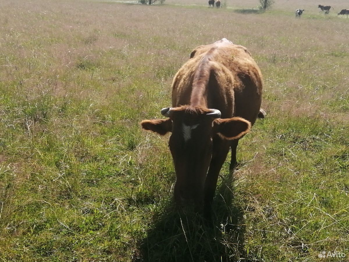 Корова, тёлка 2.5 года, бычок 1.5 годовалый, 2 тел купить на Зозу.ру - фотография № 5