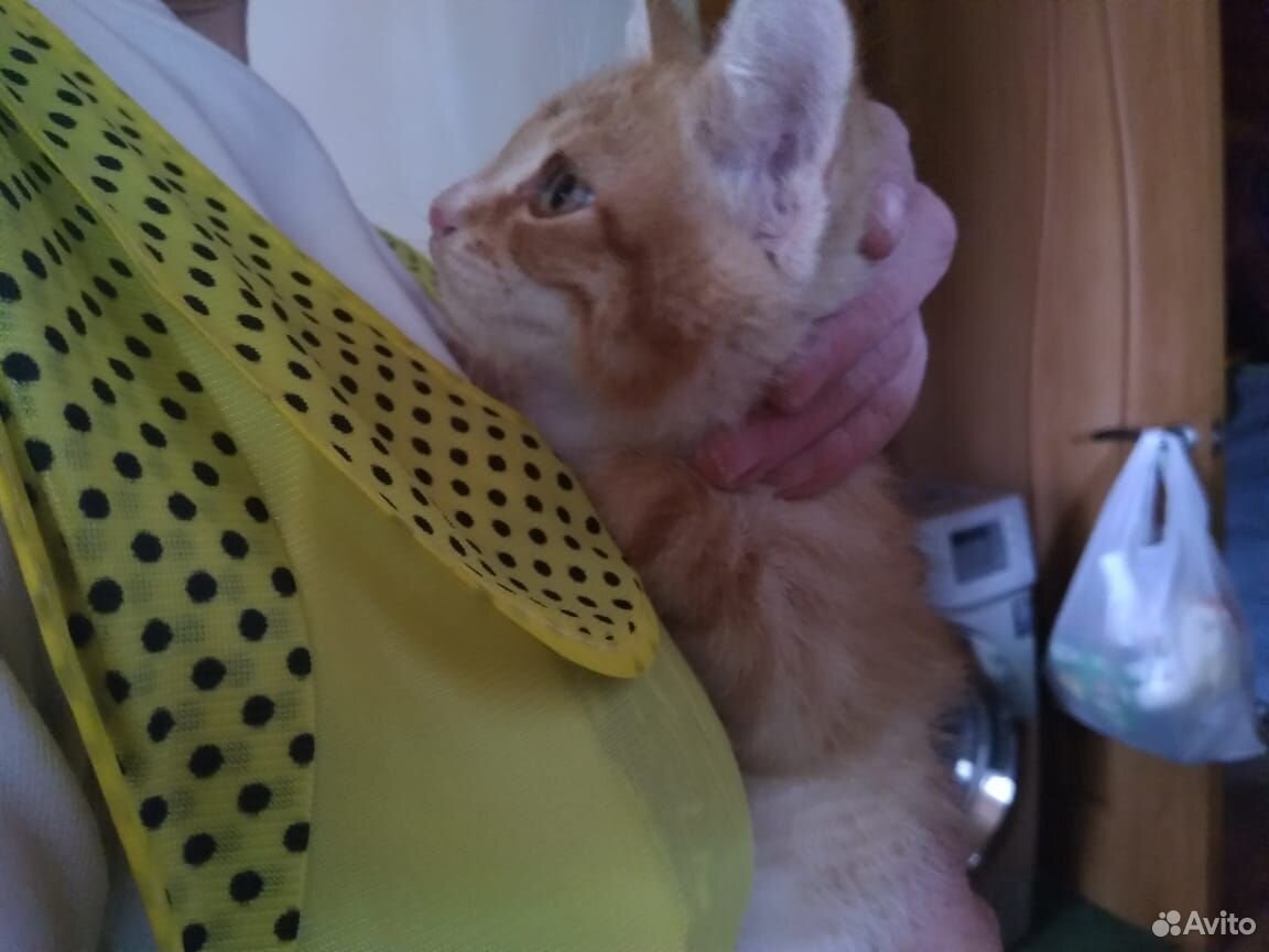 Рыжий котёнок купить на Зозу.ру - фотография № 5