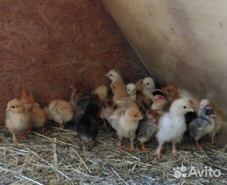 Цыплята от 1 до 40дней от крупных домашних несушек купить на Зозу.ру - фотография № 2