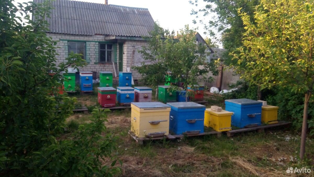 Продам пчелосемьи,отводки,пчелопакеты купить на Зозу.ру - фотография № 1
