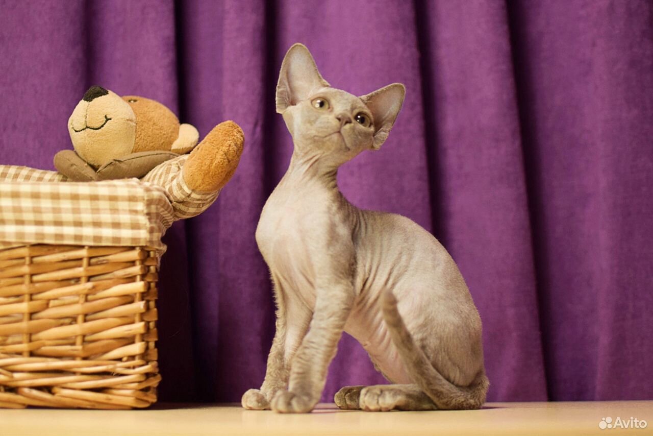 Кошка Devon-Rex купить на Зозу.ру - фотография № 3