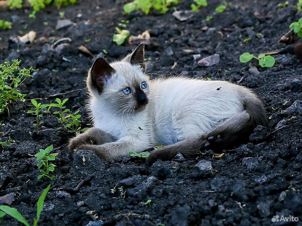 Котята от кошки мышеловки купить на Зозу.ру - фотография № 5