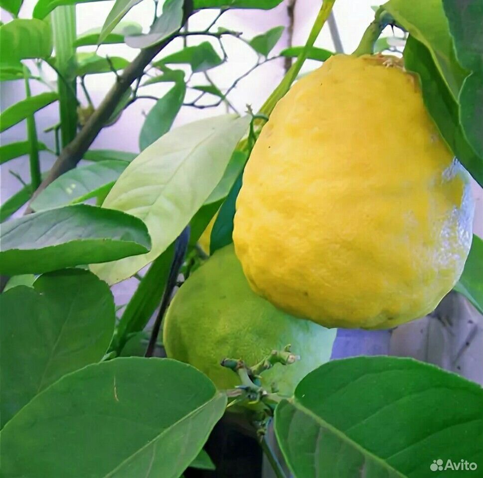 Лимон(саженцы) купить на Зозу.ру - фотография № 8