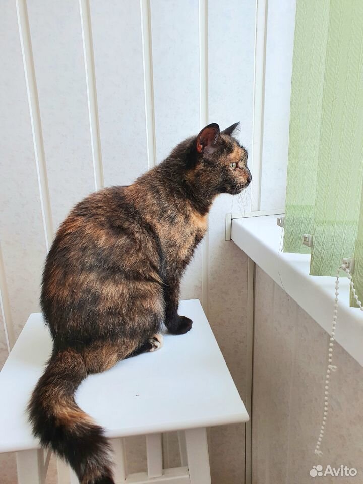 Шикарная кошка Злата для домашнего уюта купить на Зозу.ру - фотография № 4