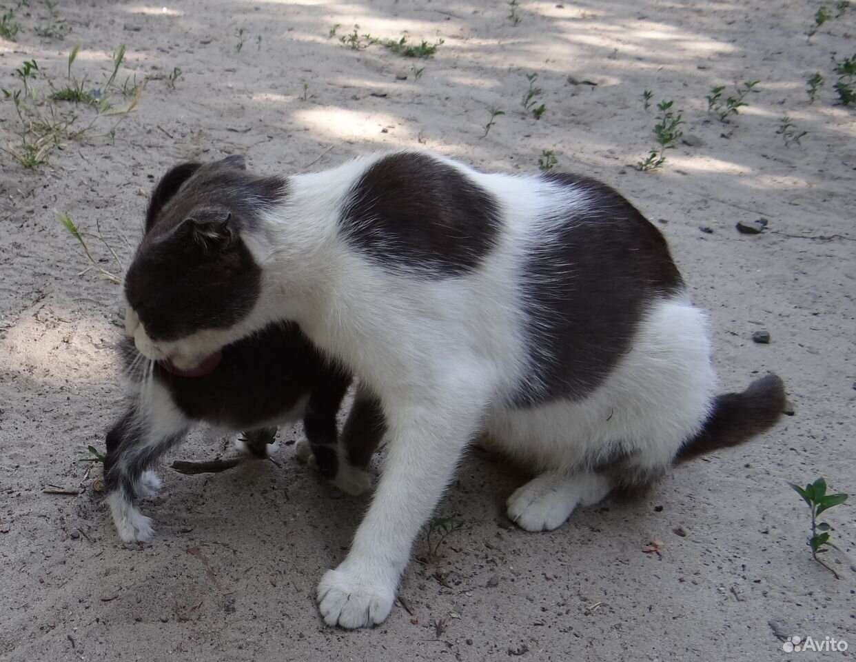 Котята в заботливые и добрые руки купить на Зозу.ру - фотография № 5