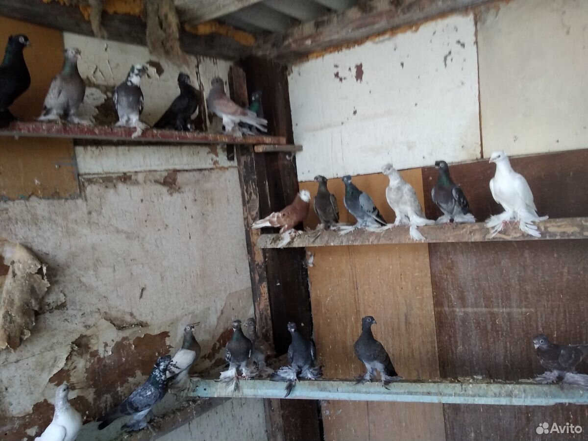 Узбекские голуби купить на Зозу.ру - фотография № 5