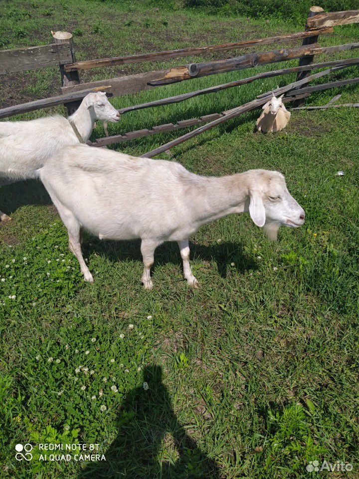 Дойные козы купить на Зозу.ру - фотография № 7