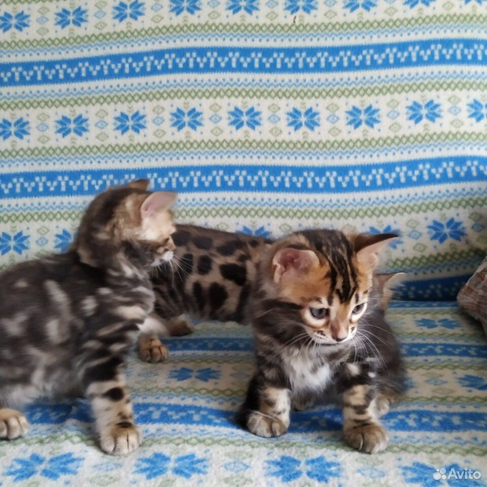 Бенгальские котята купить на Зозу.ру - фотография № 7