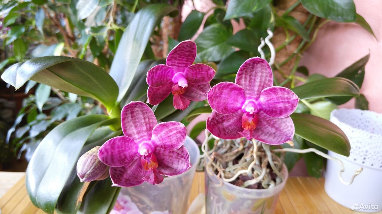 Орхидея Phal. I-Hsin Spot Eagle купить на Зозу.ру - фотография № 1