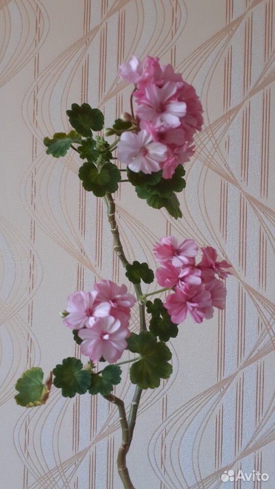 Пеларгония герань черенок с цветами купить на Зозу.ру - фотография № 1