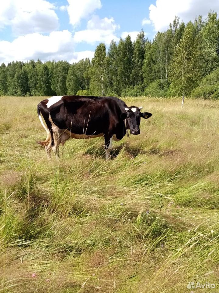 Черно пестрая корова купить на Зозу.ру - фотография № 1