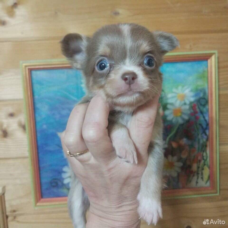 Красивые щенки, кобель чихуахуа для вязки купить на Зозу.ру - фотография № 7