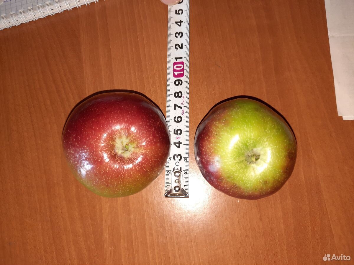 Яблоки купить на Зозу.ру - фотография № 3