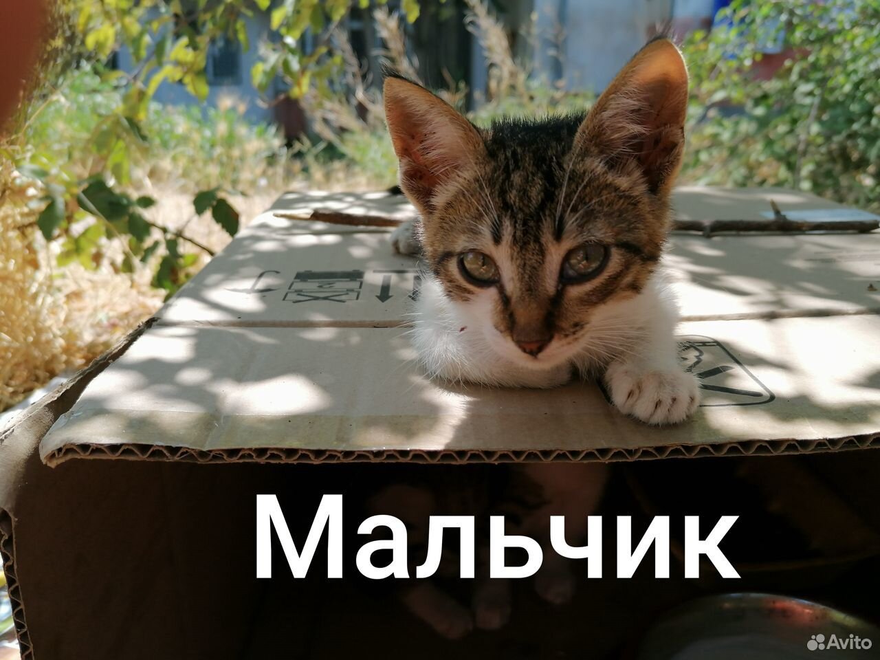 Котята на грани жизни и смерти купить на Зозу.ру - фотография № 4