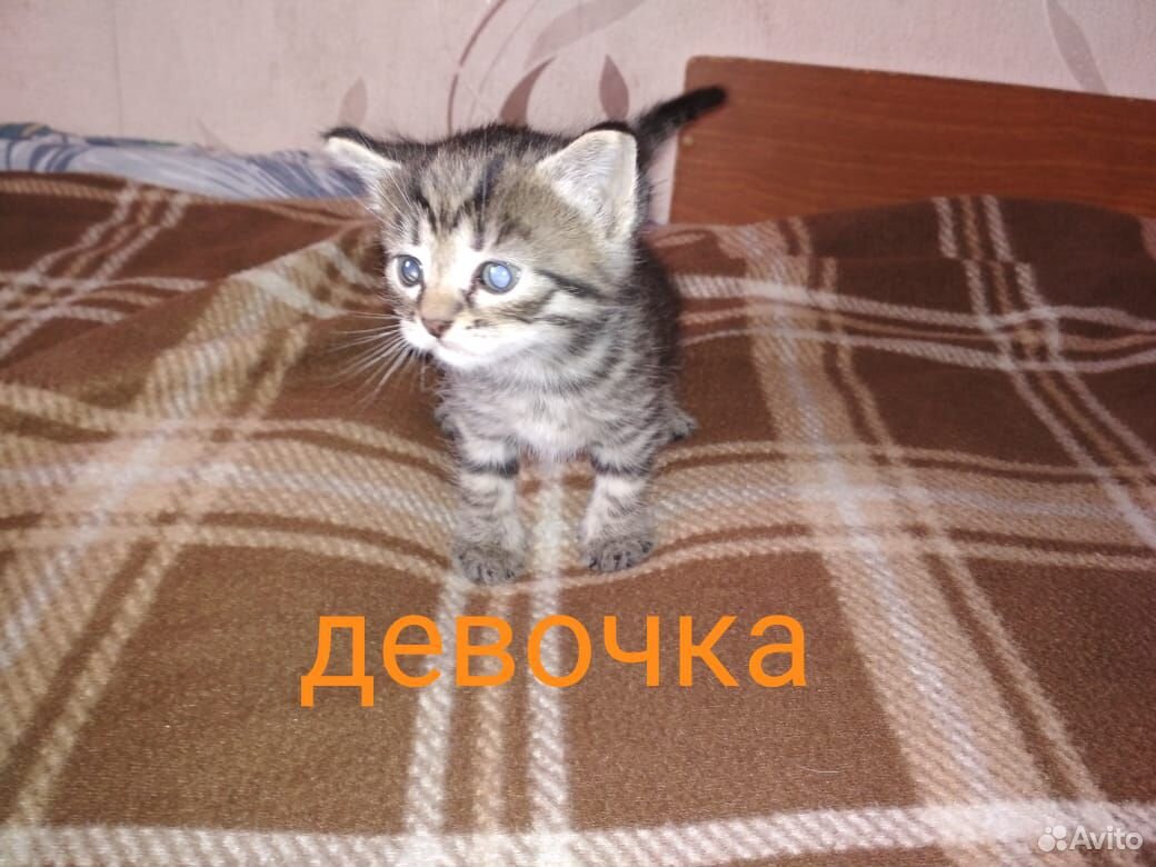Отдам 3 котят в хорошие руки купить на Зозу.ру - фотография № 2