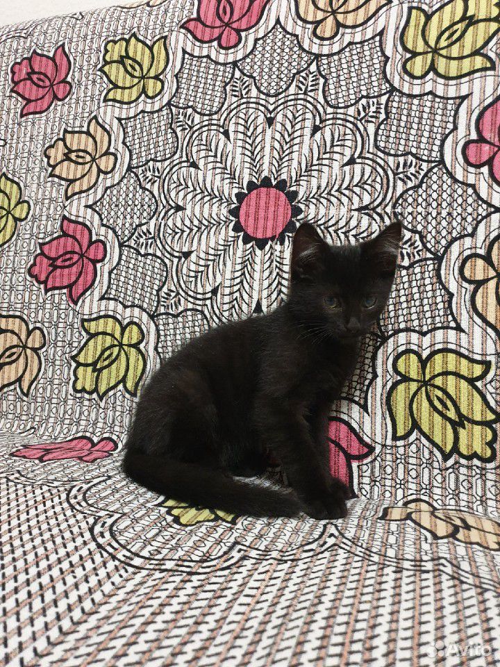 Ласковый котик с изюминкой. 3 месяца купить на Зозу.ру - фотография № 1