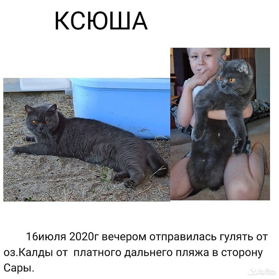 Кошка пропала купить на Зозу.ру - фотография № 1