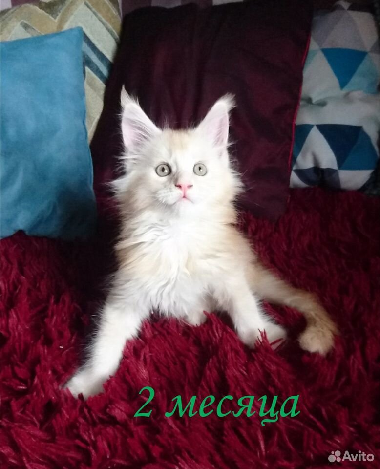 Мейн кун котенок купить на Зозу.ру - фотография № 3