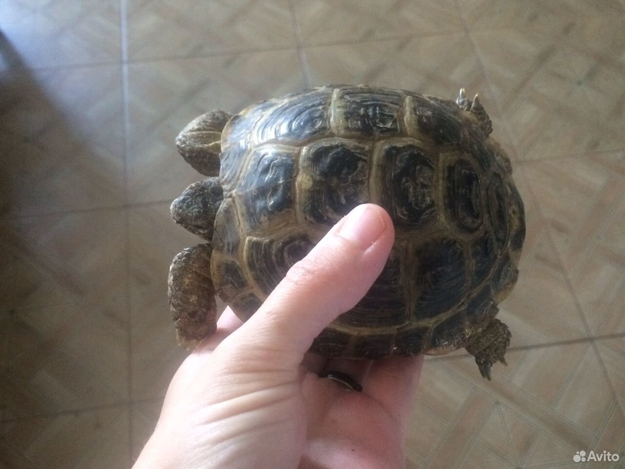 Черепаха Сух-я с аквариумом купить на Зозу.ру - фотография № 1