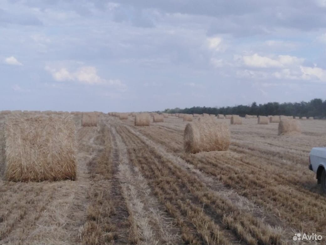 Солома пшеничное купить на Зозу.ру - фотография № 2