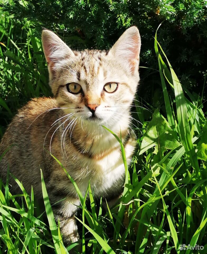 Удивительные котята :) купить на Зозу.ру - фотография № 1