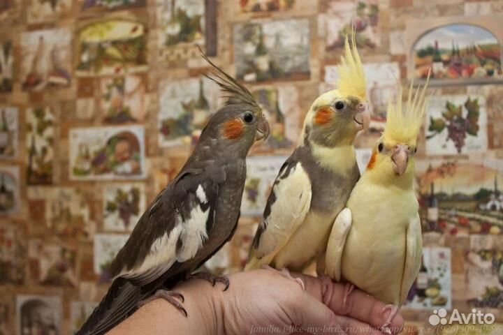 Птенцы попугаев корелла купить на Зозу.ру - фотография № 1
