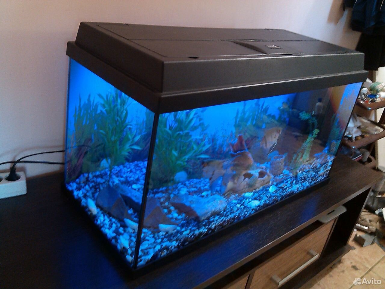Немецкий аквариум Juwel 110 L Рыбы+декор+фильтр+ купить на Зозу.ру - фотография № 2