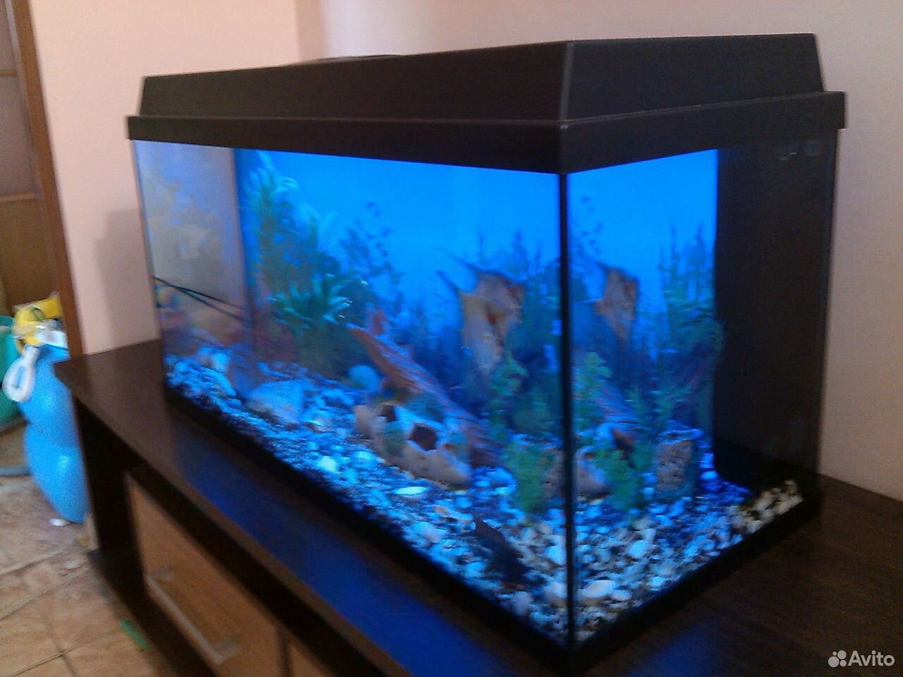 Немецкий аквариум Juwel 110 L Рыбы+декор+фильтр+ купить на Зозу.ру - фотография № 3