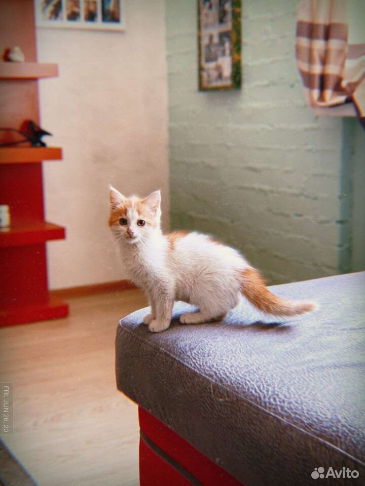 Яркий котенок Сема, 3,5 месяца купить на Зозу.ру - фотография № 3