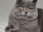 Вязка с чистокровным британским котом объявление продам