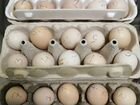Инкубационное яйцо, петухи китайских шёлковых кур объявление продам