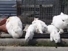 Кролики белые декоративные объявление продам