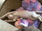 Котёнок Донского сфинкса(Велюровый) объявление продам