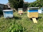 Улья пчелы горный чистый мед рамки есть в продаже объявление продам