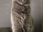 Котёнок мейн-кун Симба-Индиго объявление продам