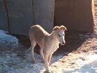Псовая Борзая - собака объявление продам