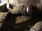 Бараны и овцы объявление продам