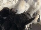 Щенок швейцарской овчарки + метиса кавказца объявление продам