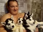 Продаются щенки Сибирской хаски с родословной объявление продам