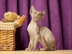 Кошка Devon-Rex объявление продам