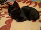 Котёнок редкого окраса, черный прямоухий шотландец объявление продам